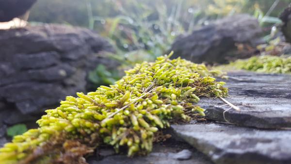 Moss growing on a rock in a garden.