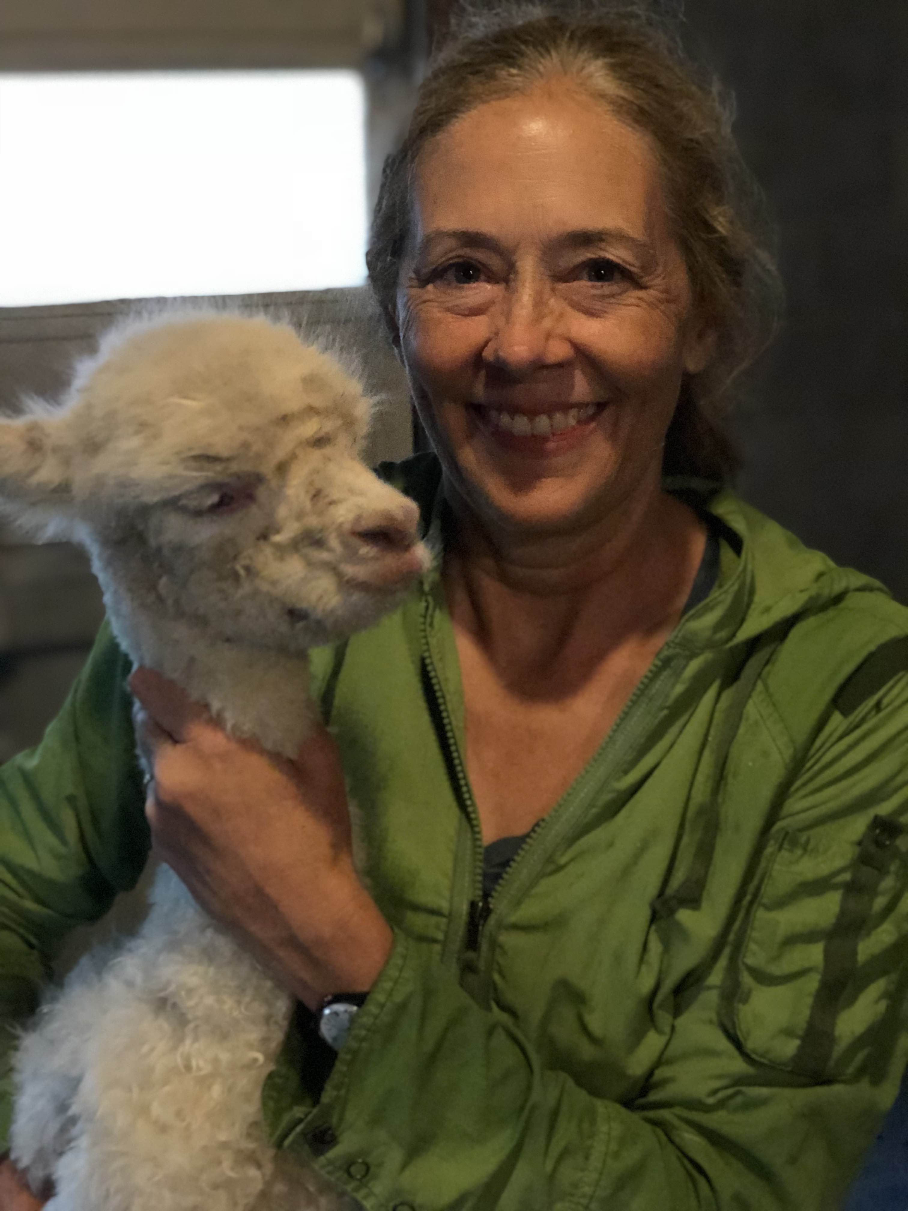 A woman holding a white alpaca in a barn.