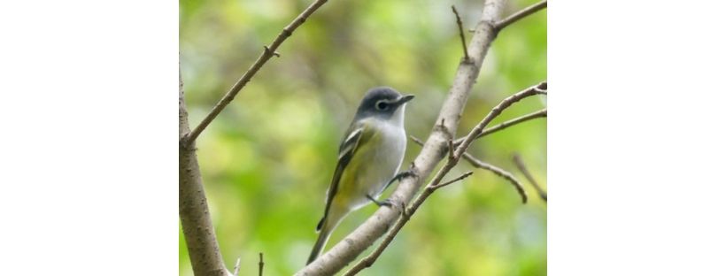 A small bird perched on a branch.